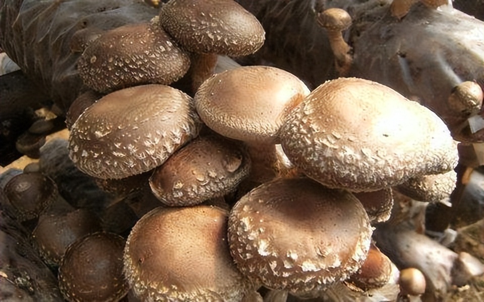 为什么痛风患者应坚决戒烟,为什么痛风这么可怕