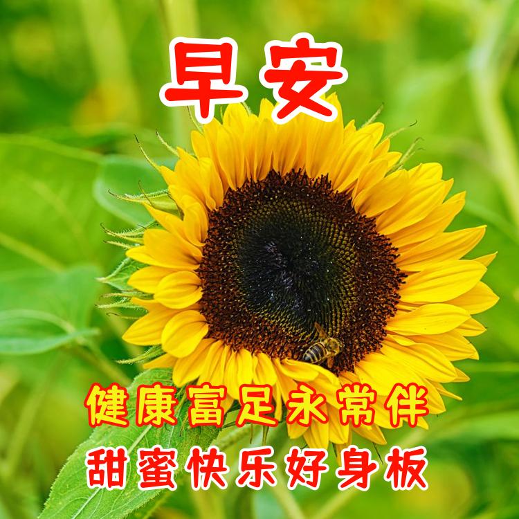 早上好转运发财祝福语,早晨吉祥如意天天发财祝福语