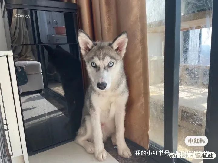 同城附近宠物店领养*养送**平台, 无偿幼猫咪狗狗救助-1231宠友社