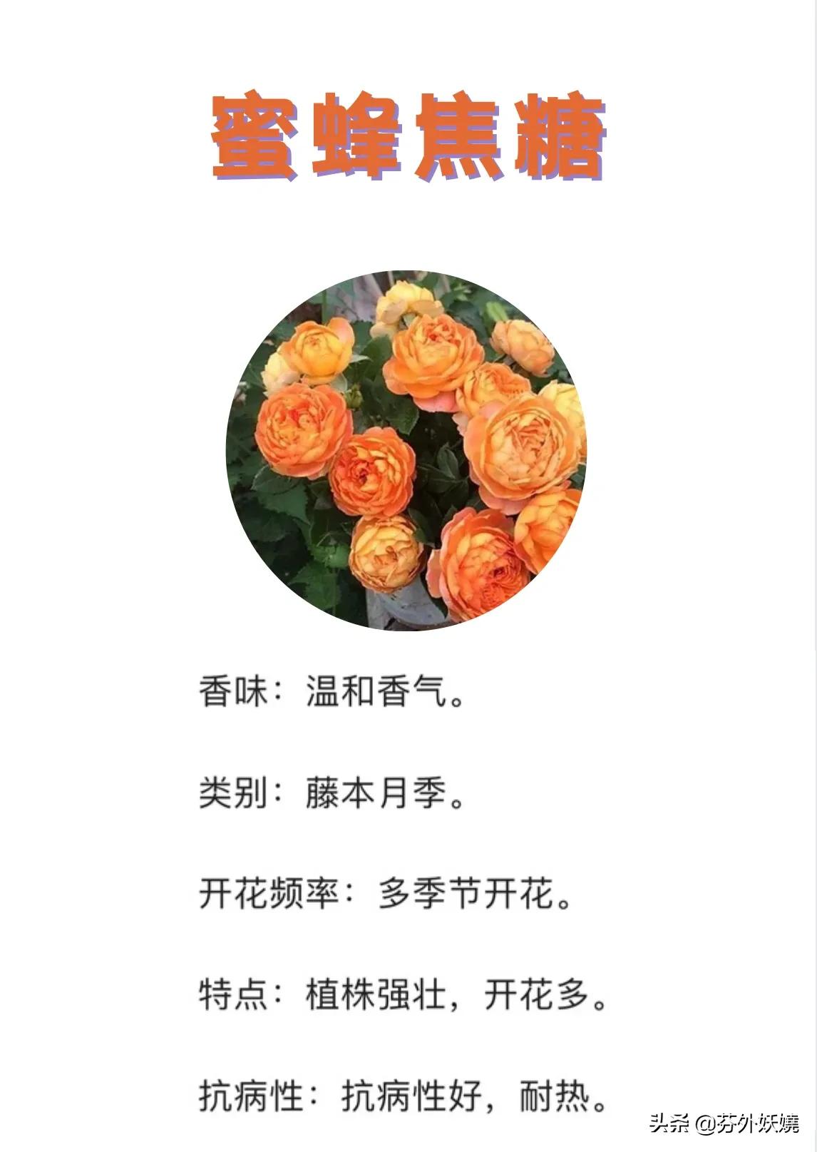 月季花抗病能力强又有香味的品种,18种花卉好看品种