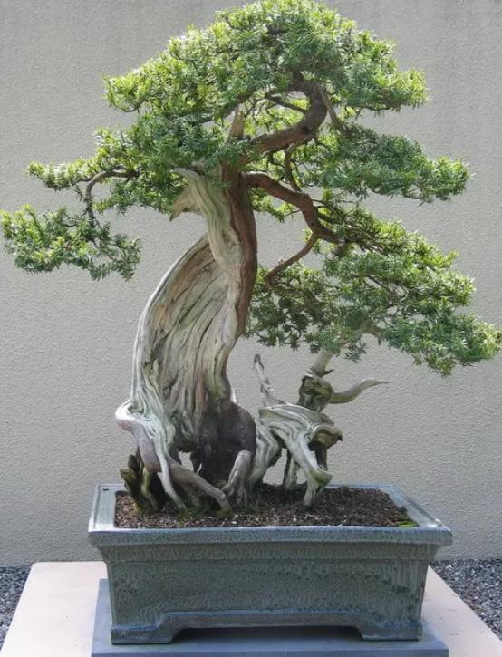 客厅养植物有什么讲究,客厅养树有什么讲究