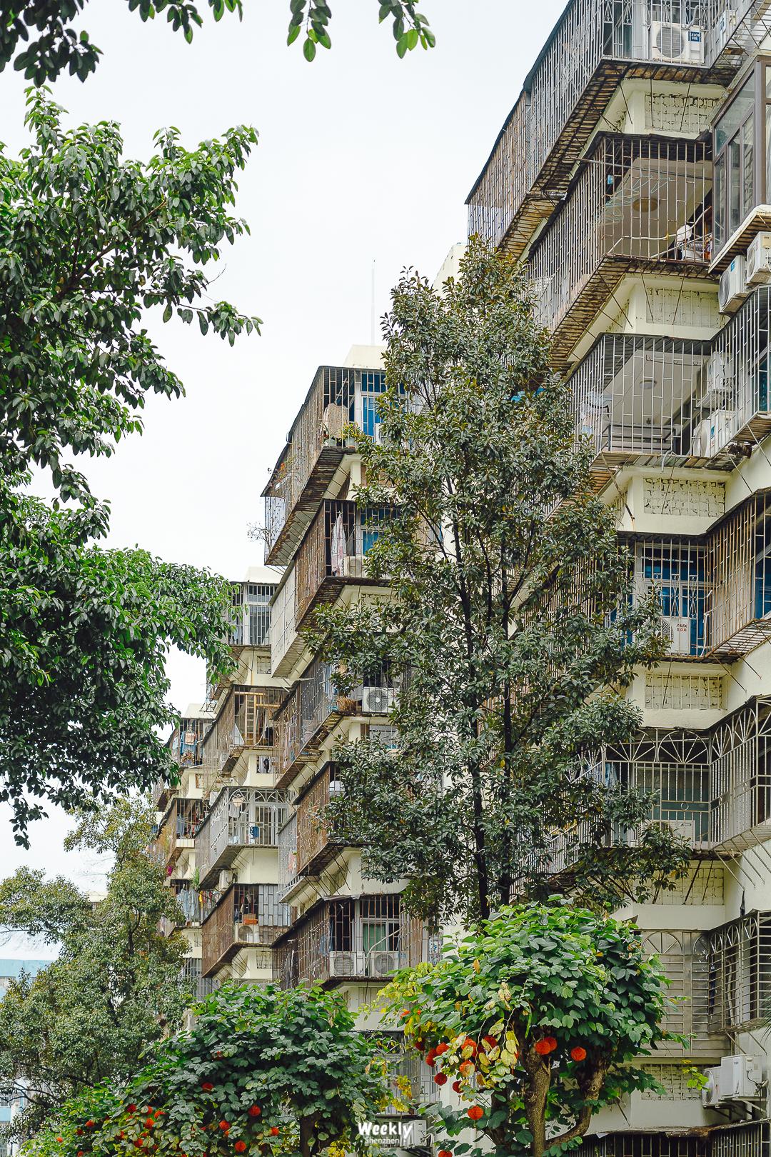 好好走过红荔路，才知道住福田有多让人羡慕