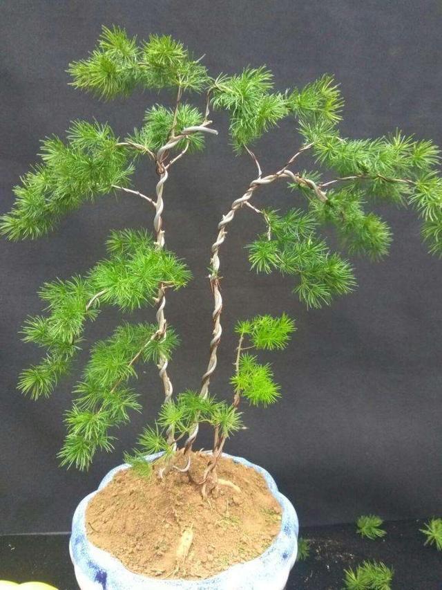 盆景造型类型有哪些,盆景造型种类