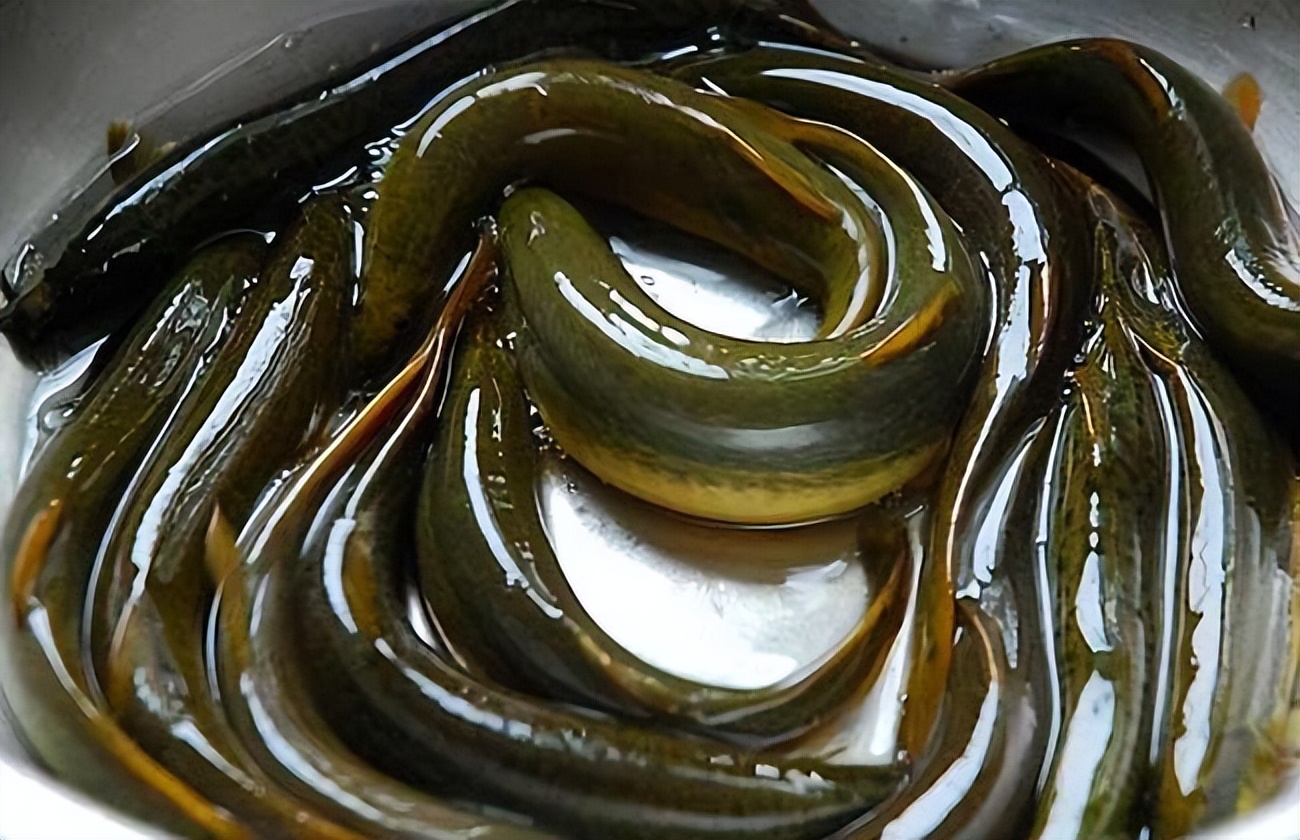 泥鳅水花常见病害及解决方法,泥鳅黄鳝的养殖技术和病害