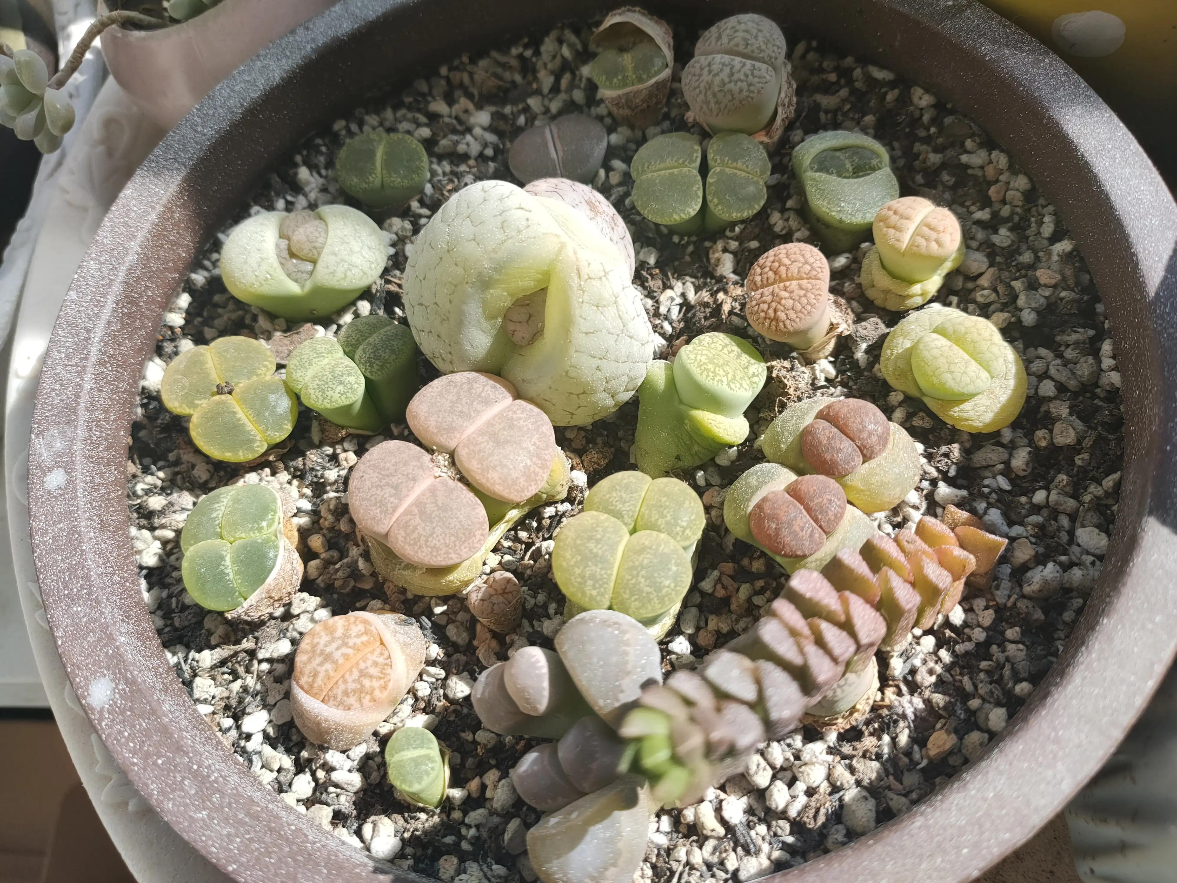 雪樱多肉韩国进口,韩国芦荟多肉品种