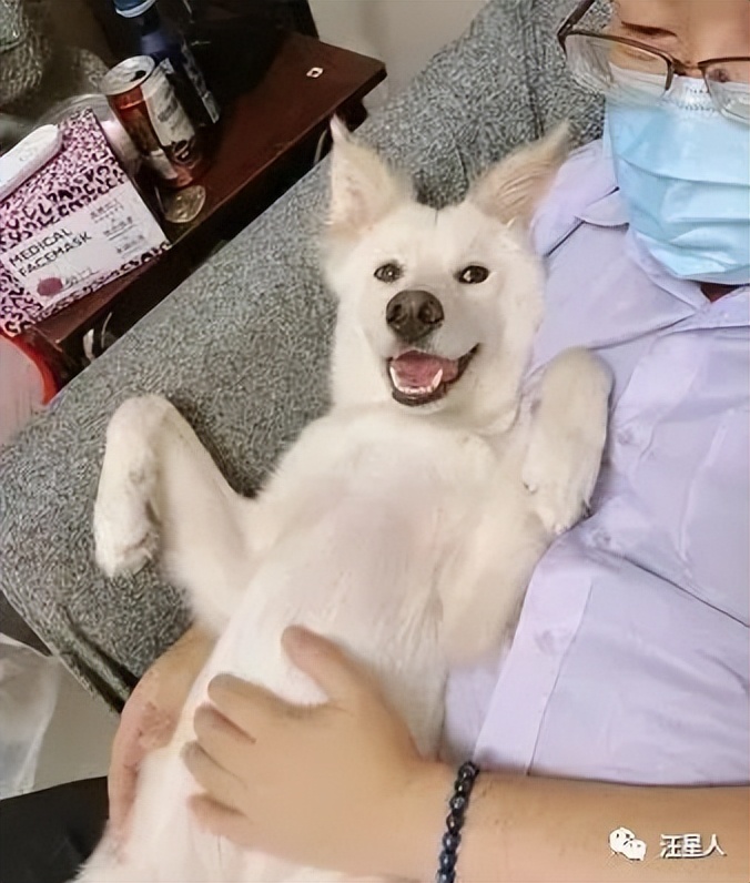 萌汪躺爸妈怀中被冷落，委屈“盖手机”刷存在感：理偶一下嘛