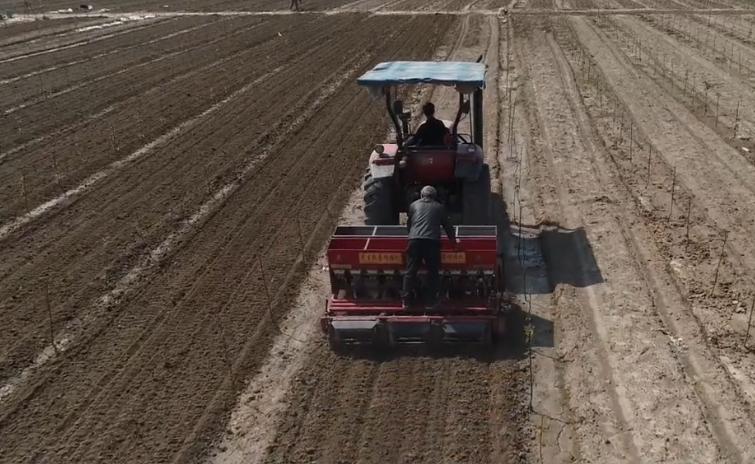 花生高产种植秘诀,种植的花生根系发达