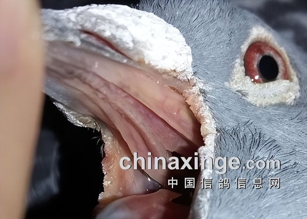 夏季鸽子预防该用哪些药,夏季鸽子预防疾病