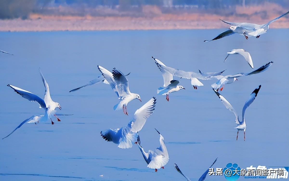 河南省黄河迎宾馆雪景,洛阳春来花似锦