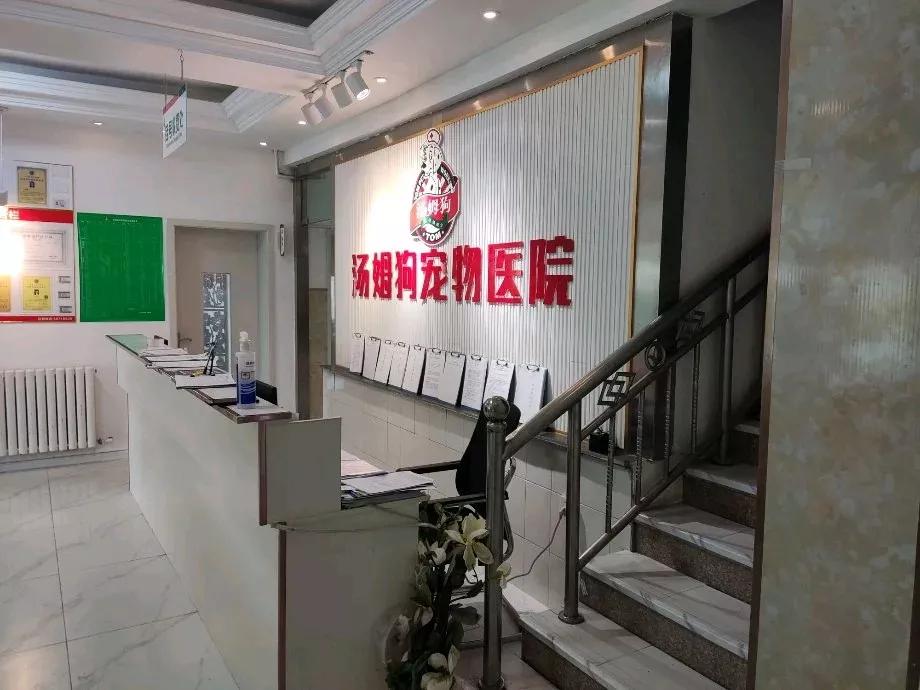 W青岛汤姆狗宠物小百科-宠物中暑怎么办？