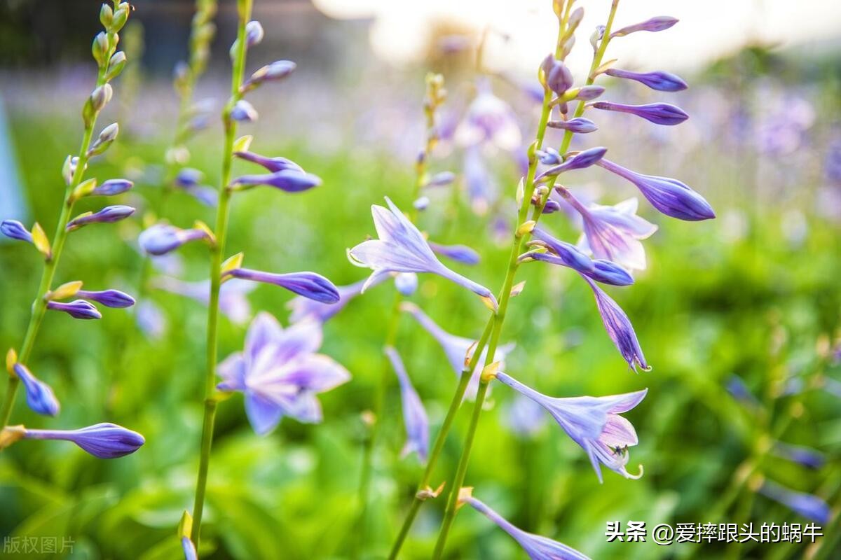 十二花神图谱完整版,工笔画十二花神欣赏