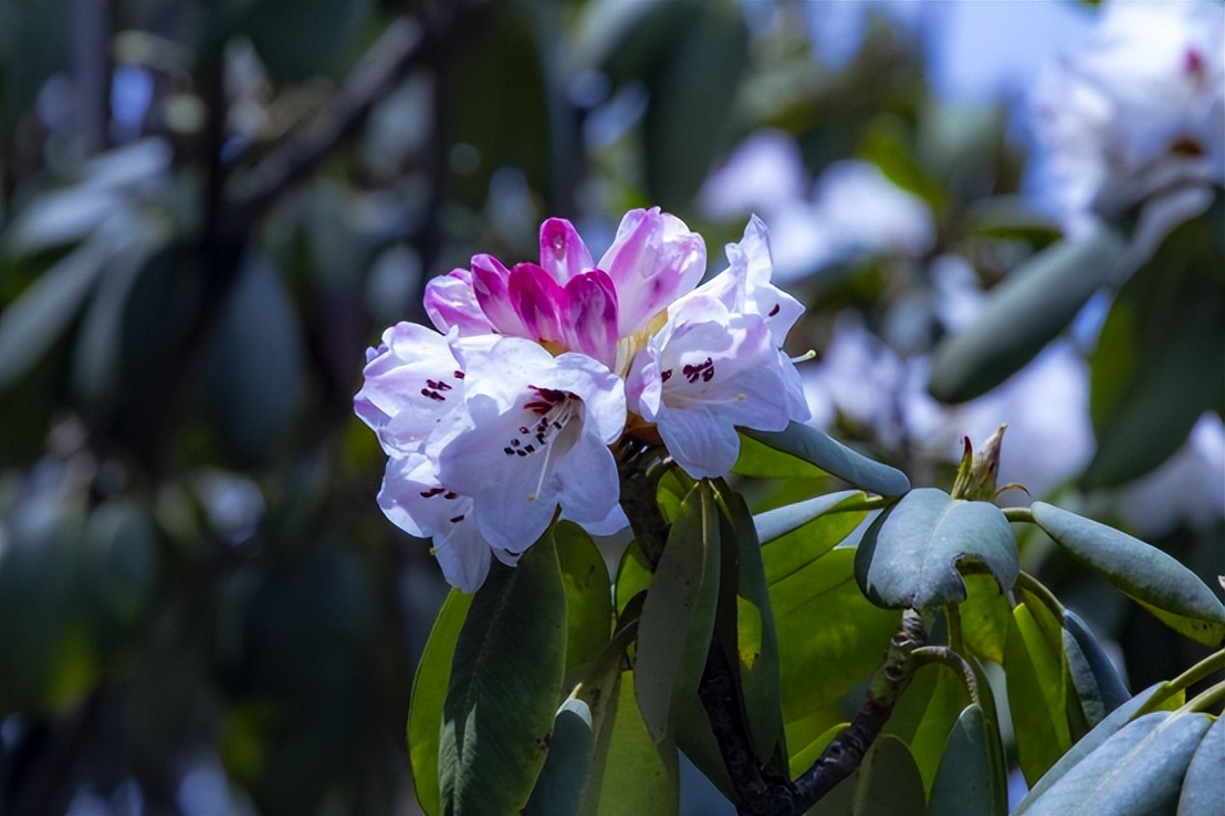 2021年中国旅游日河南免门票景区,2020中国旅游日河南免费景区