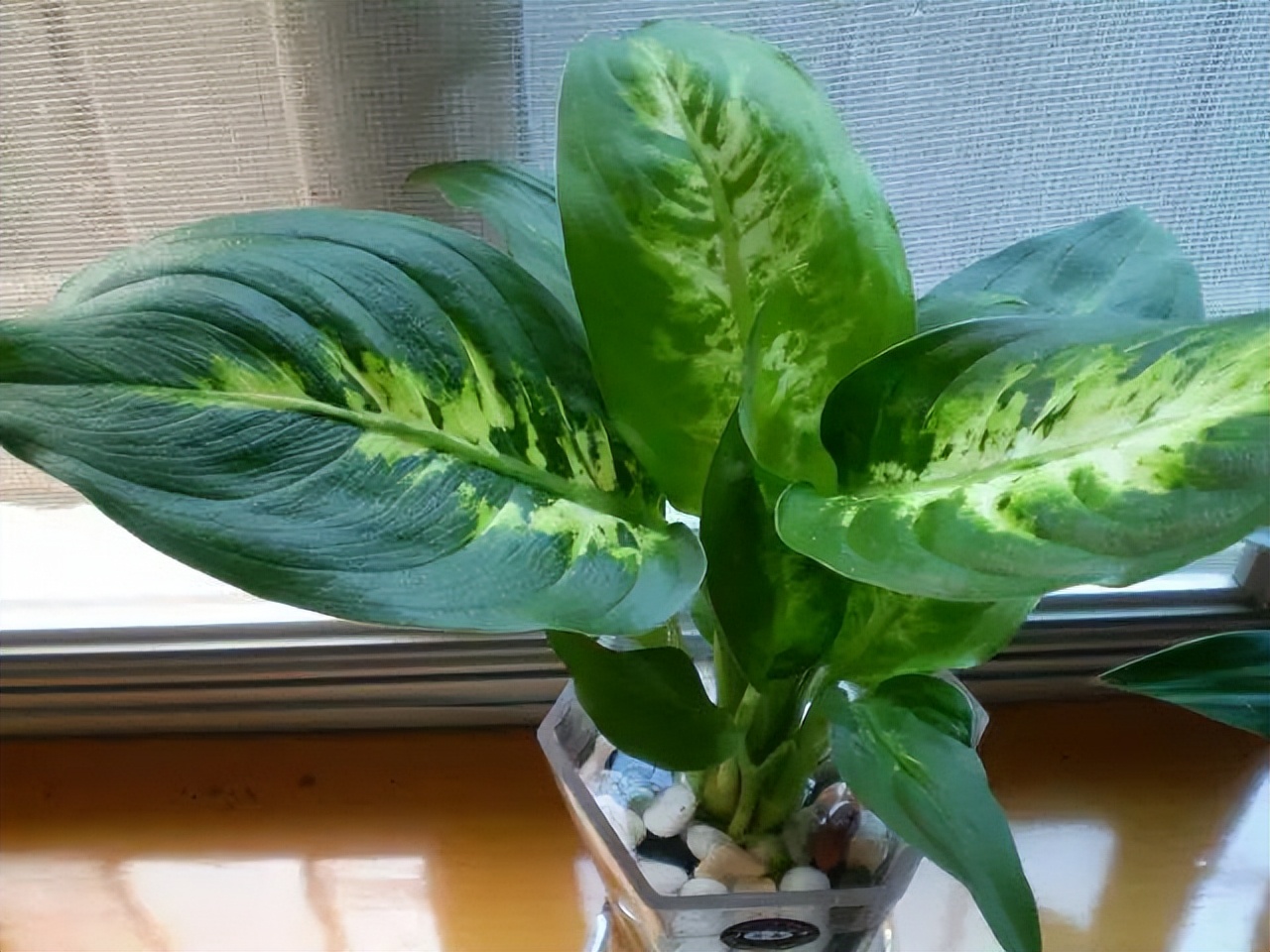 比绿萝长得快的花卉,此花香气扑鼻比绿萝好养