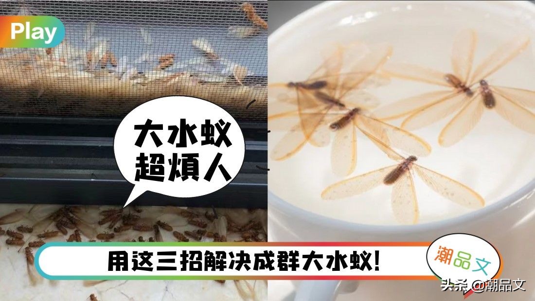 下雨后水蚁还会出现吗,下雨天水蚁怎么处理