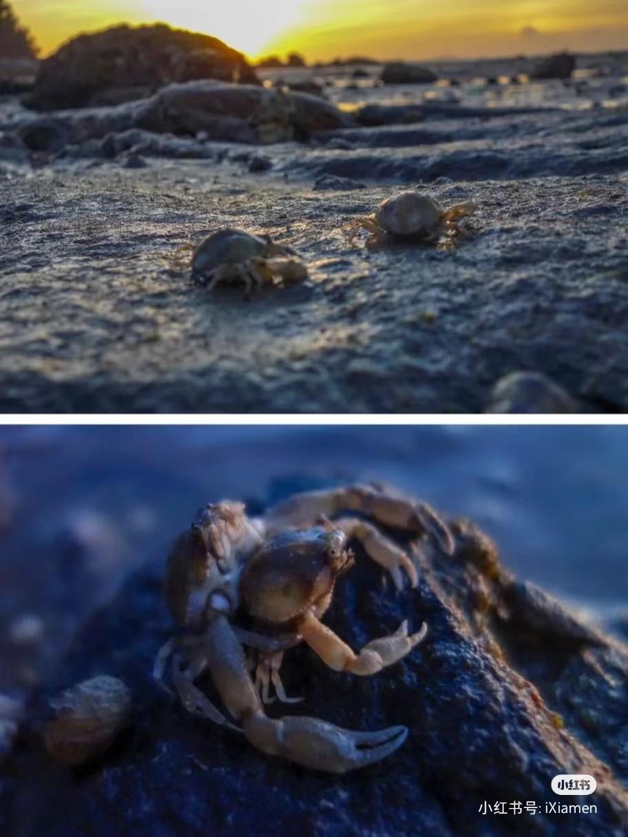 赶海圣地厦门,厦门周边赶海的最佳地点