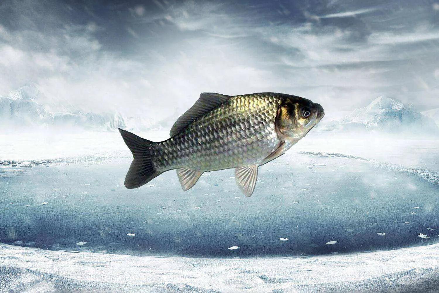 鱼类食材大全名称图片,鱼类菜谱大全100种