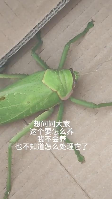 学校突然出现诡异的虫子,女生宿舍惊现不明虫