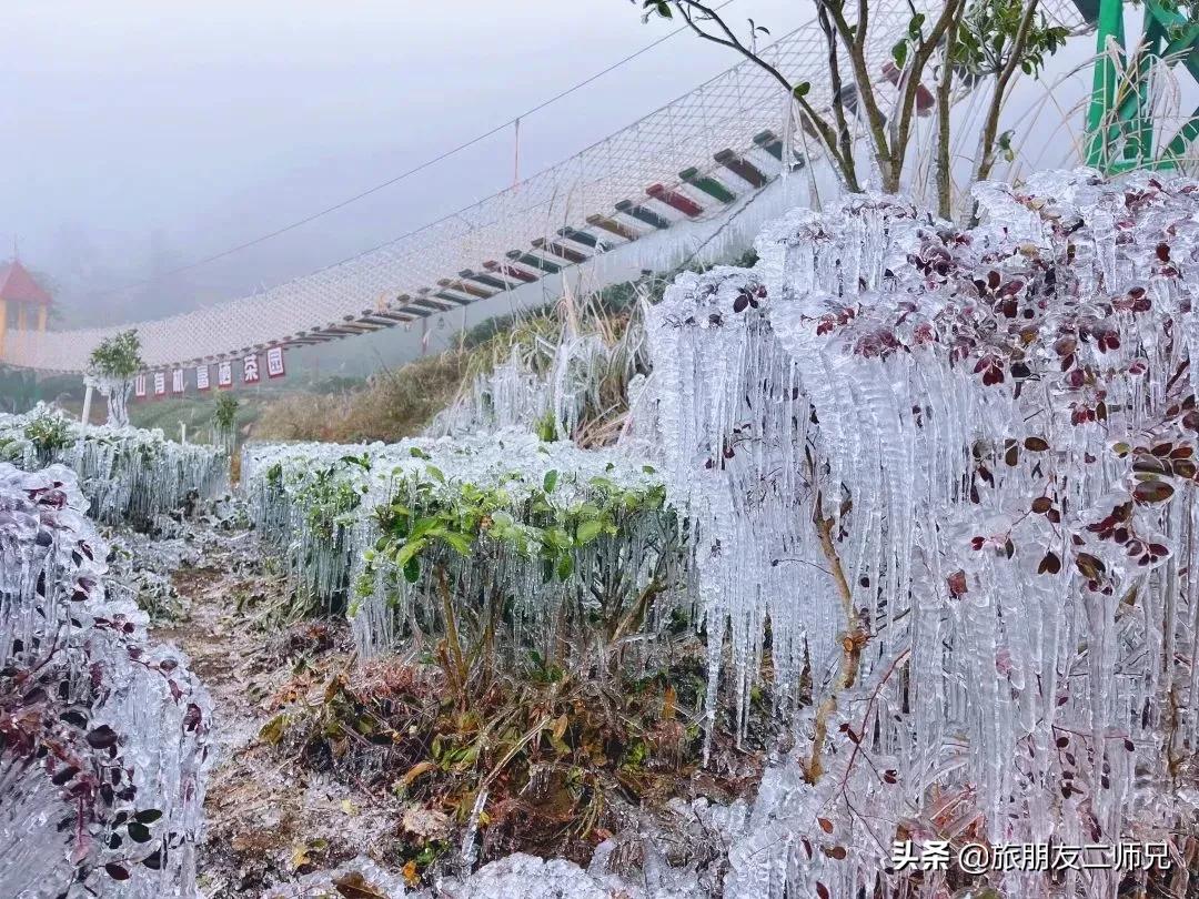 清远金子山旅游攻略看雾凇,广东金子山雪景旅游攻略
