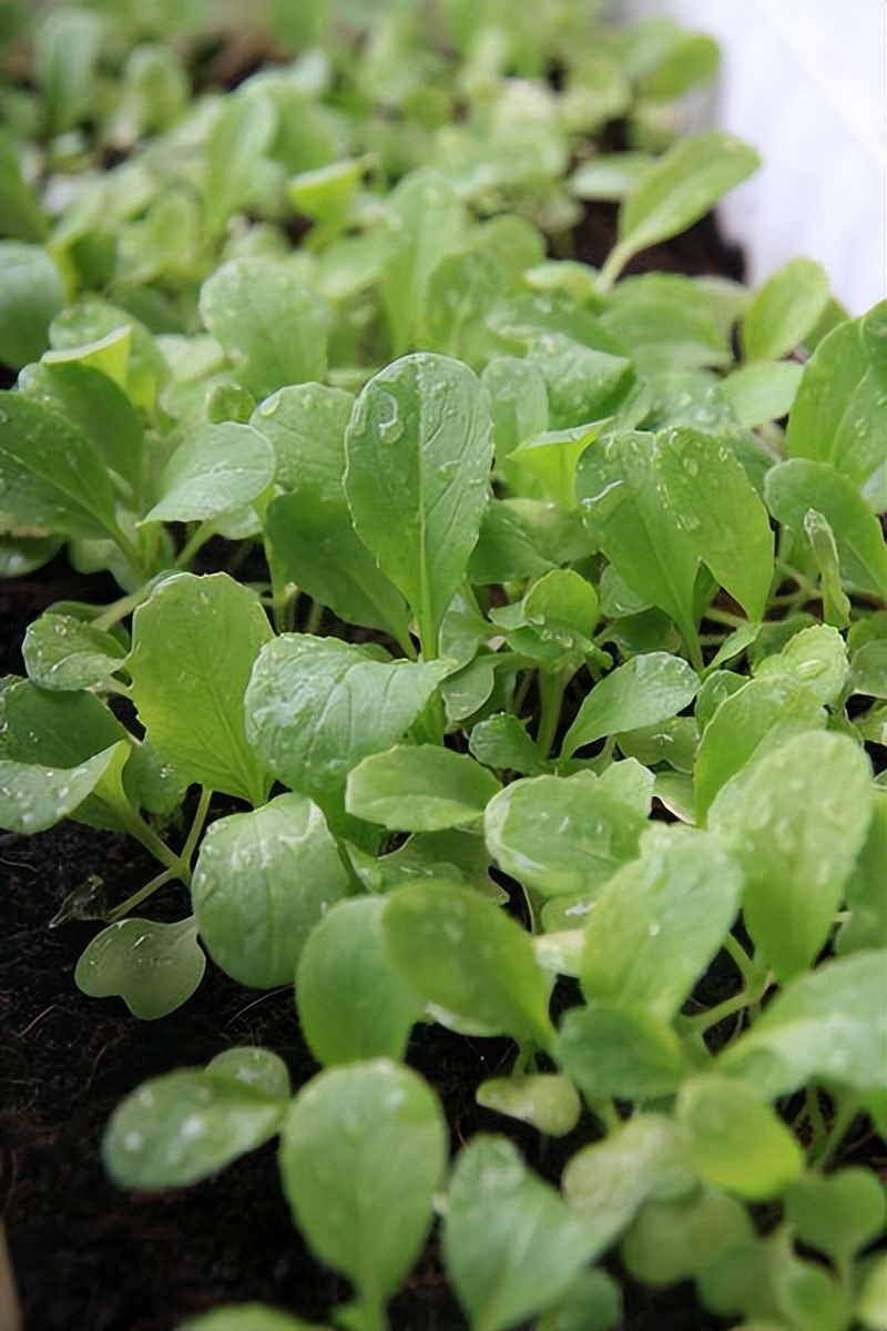 阳台种菜种什么最好活,阳台种菜种哪些长得比较快
