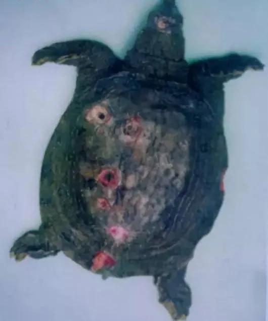 鱼类疖疮是什么原因引起的,鱼类疥疮病是什么原因