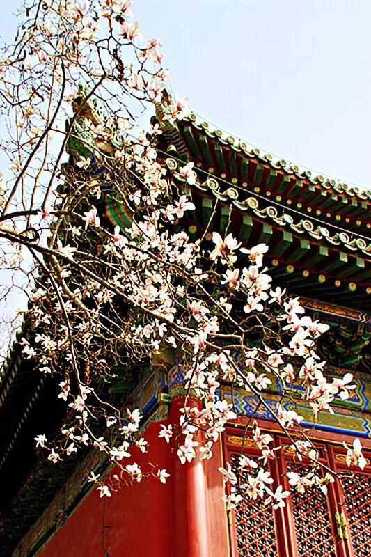 二乔玉兰～花大色艳、清香远溢，天生丽质，堪比三国＂二乔＂