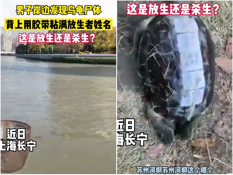 男子在水库钓鱼发现一只石雕乌龟,钓鱼人发现的尸体是章子欣吗