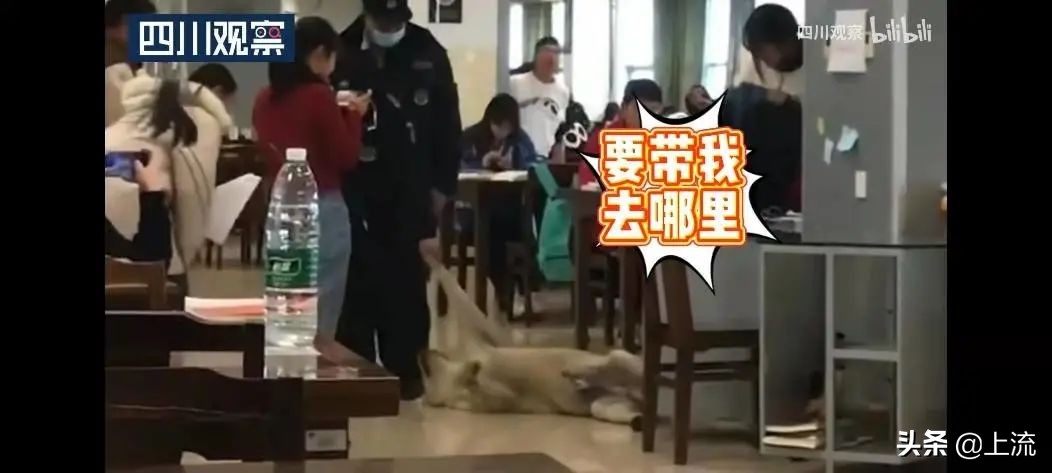 被黑天鹅打得措手不及,学校黑天鹅被学生拿