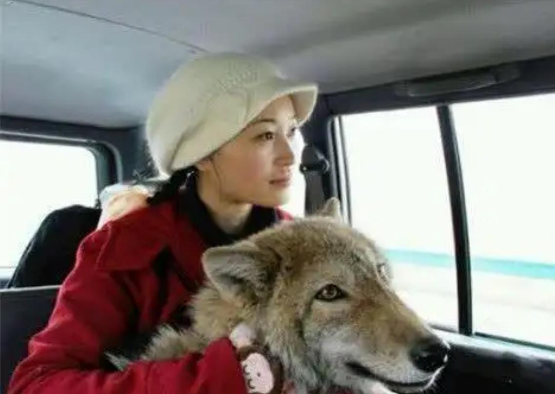 12年前把狼带回家当儿子,12年前成都女孩把狼儿带回家