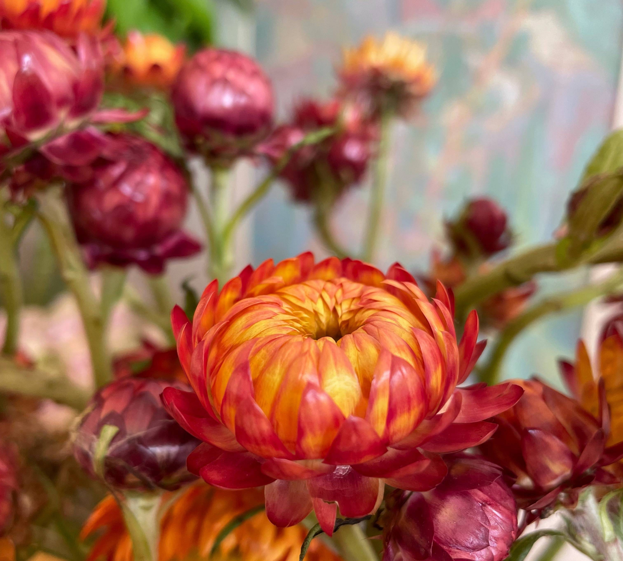 阳台养月季光照够吗,阳台喜光耐晒好养植物