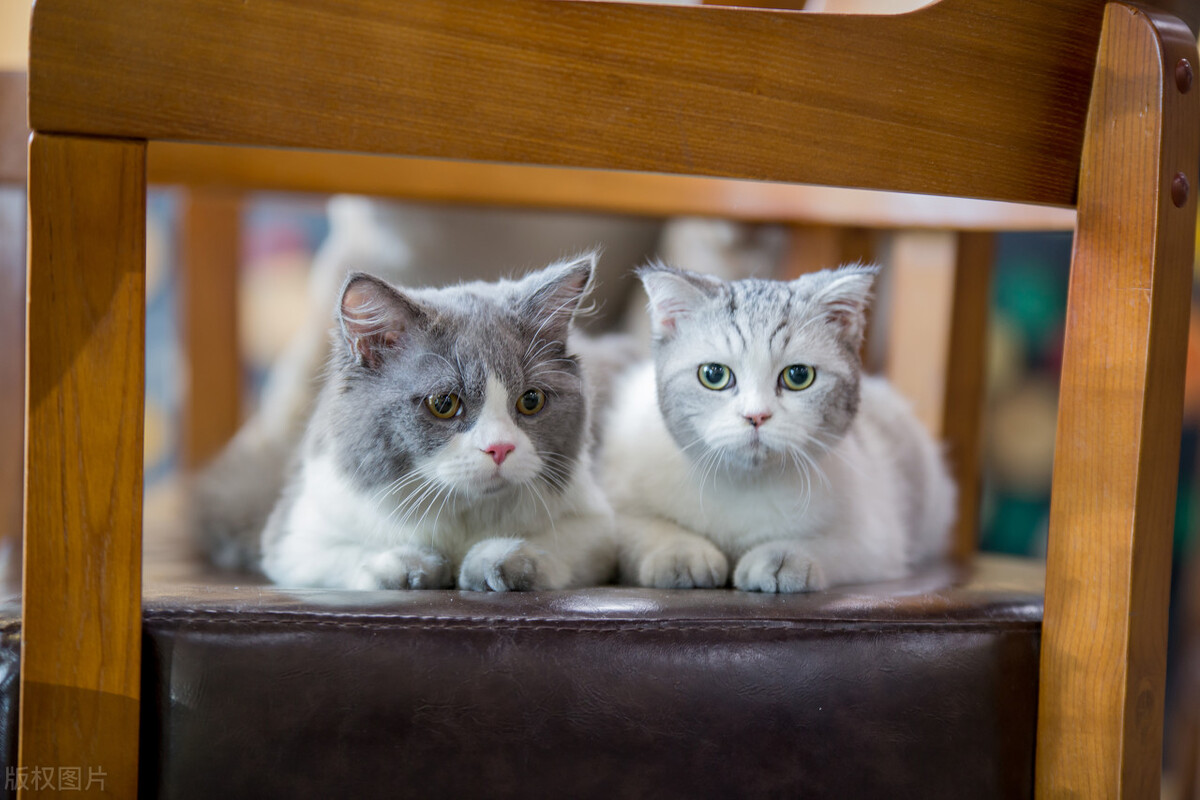 新手适合养英短吗,新手适合养英短还是暹罗