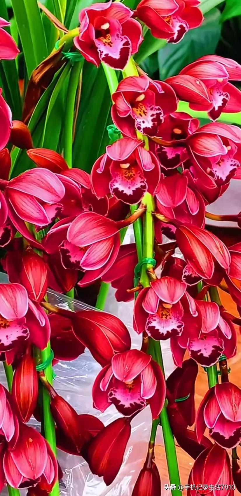 蕙兰花图片欣赏,叶子宽的黄花大蕙兰图片