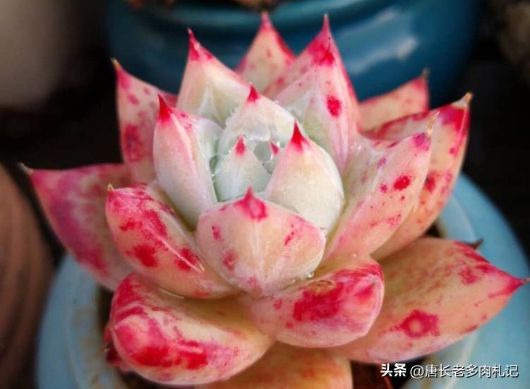 多肉野卡介绍,多肉野卡品种大全