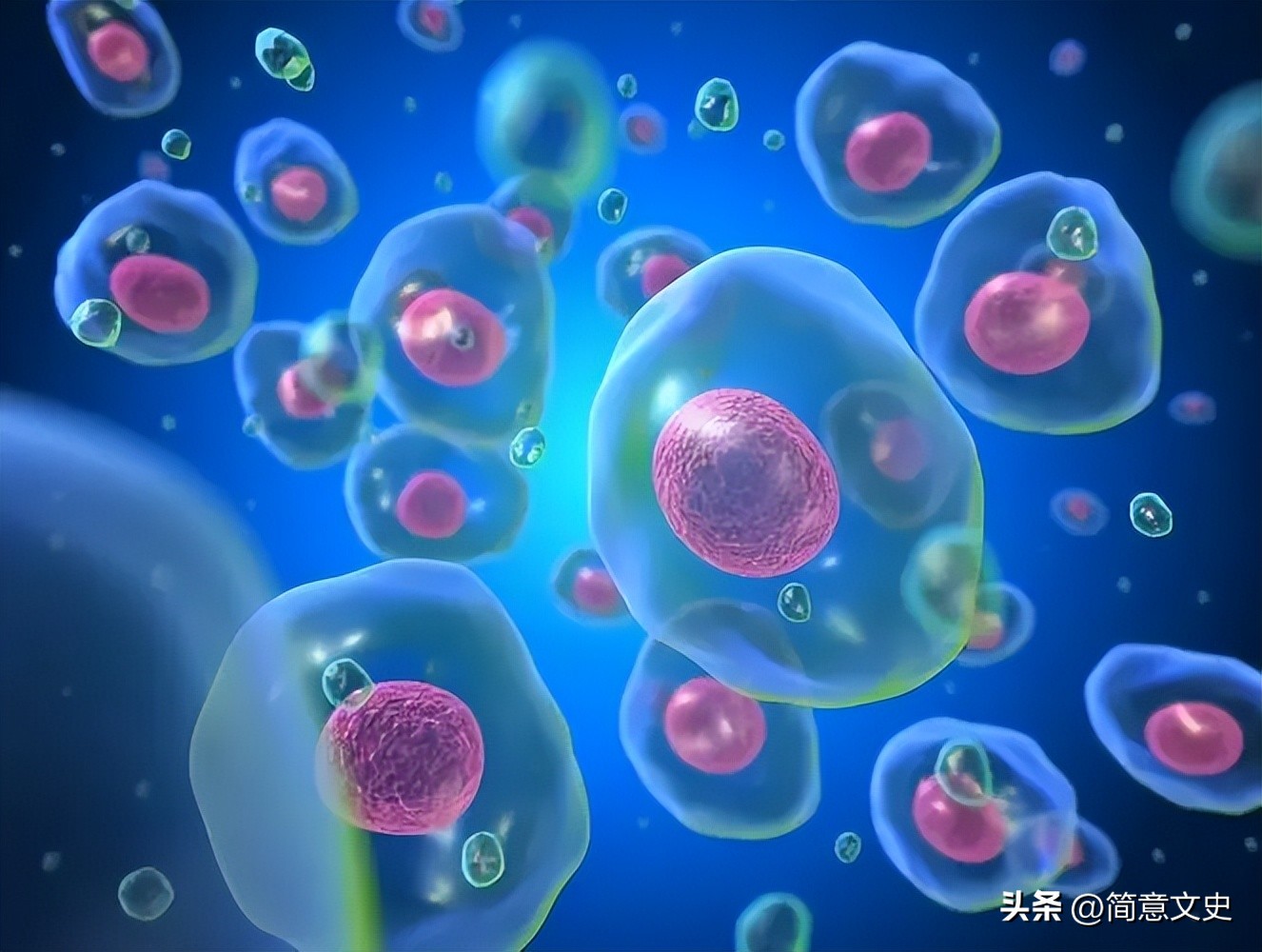 转基因兔子怎么生产,转基因克隆与胚胎发育的表现