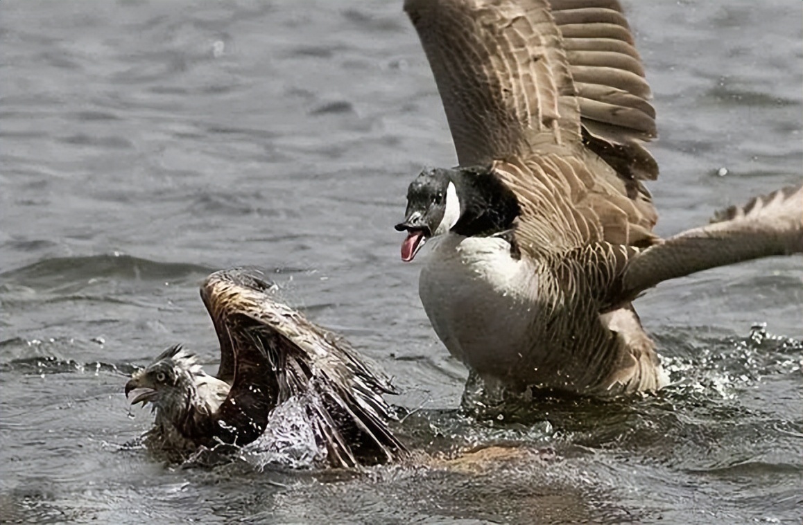 大鹅是杂食性动物吗,为什么鹅是素食性动物