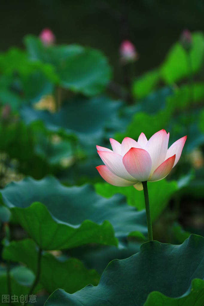 荷花图片禅意荷花,最美意境荷花图片大全