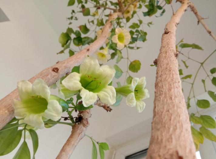 客厅养植物有什么讲究,客厅养树有什么讲究