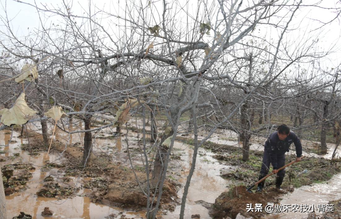 春季果园解冻水啥时浇,果树春天种植后多久浇一次水