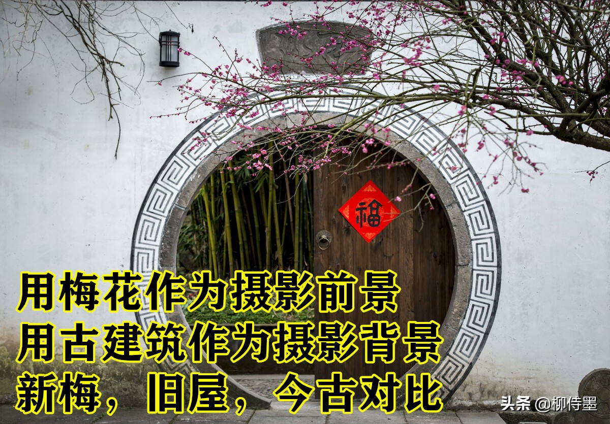 拍摄梅花多重曝光的技巧,拍摄梅花用什么镜头最好