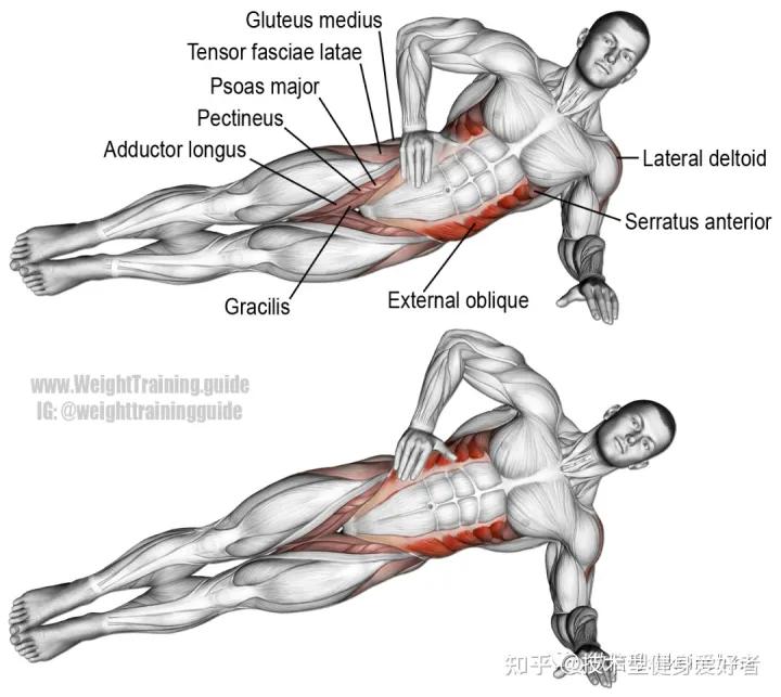 学会3个健身方法一个月练出肌肉,新手健身怎么练基础肌肉动作
