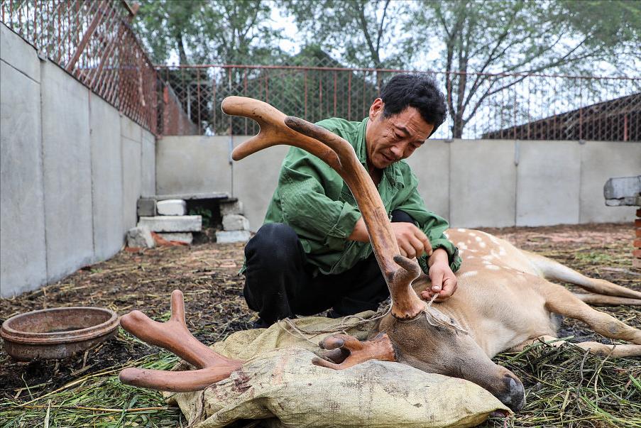 比黄金还要贵的中药材,最大的鹿茸贵吗