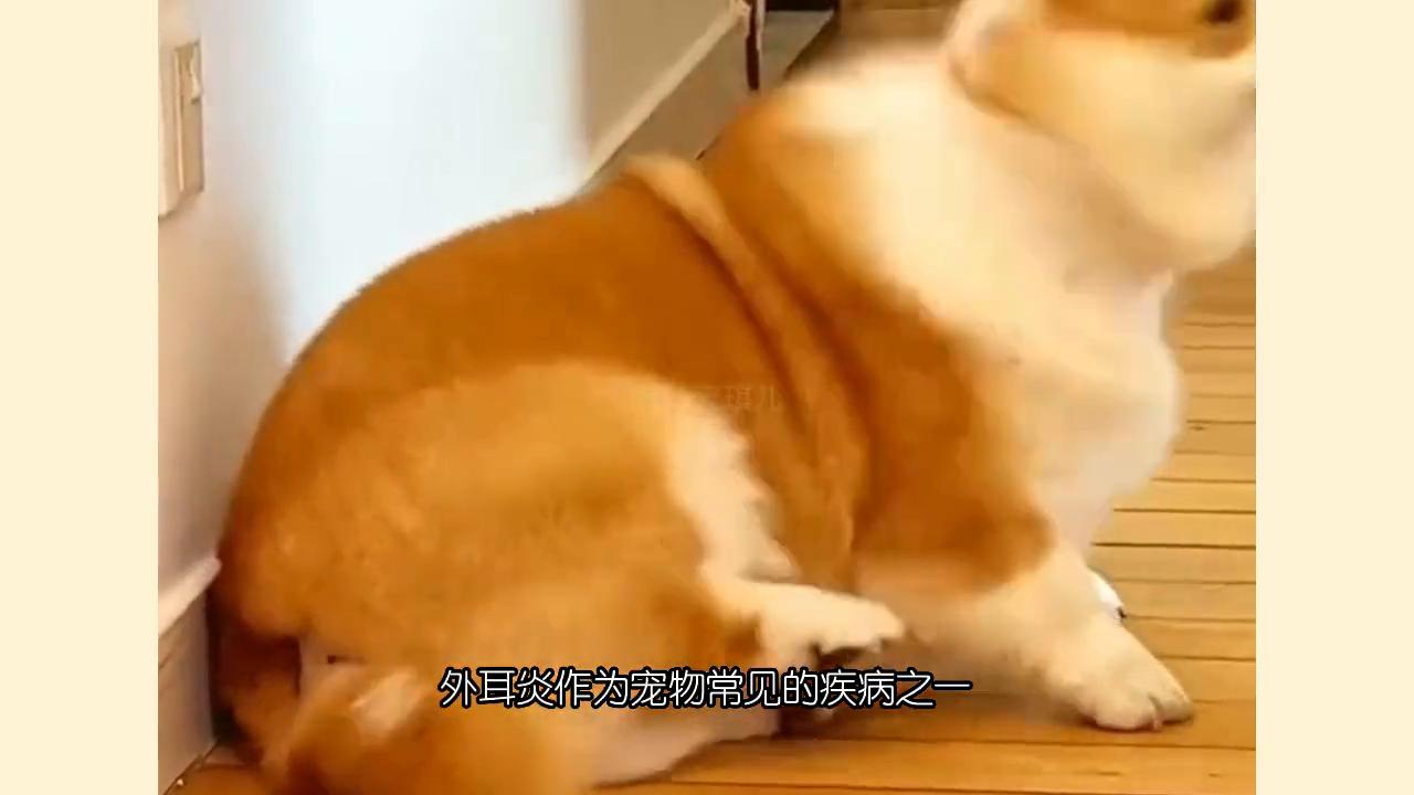 狗狗细菌性外耳炎,宠物真菌性耳炎