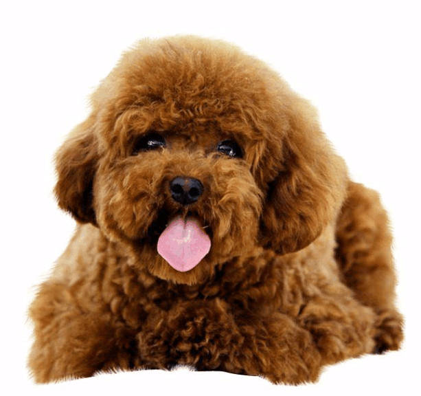 泰迪犬太胖怎么减肥,泰迪太胖了吃什么狗粮