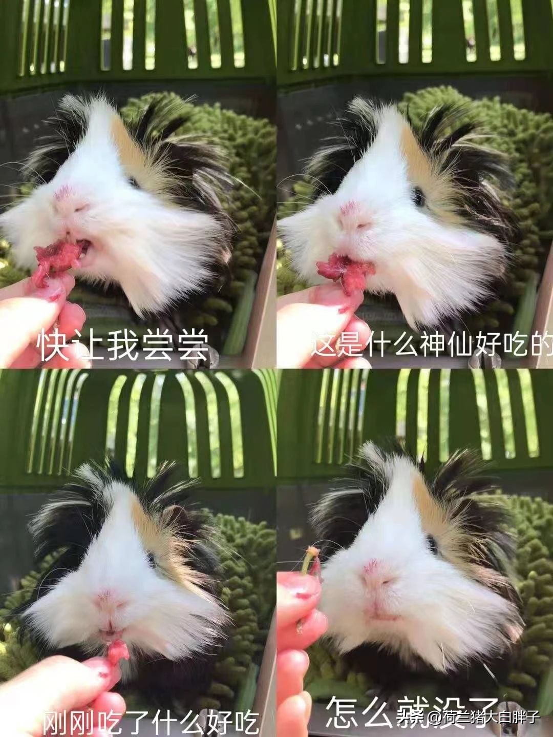 荷兰猪排便是乳白色的,荷兰猪是不是总是拉屎