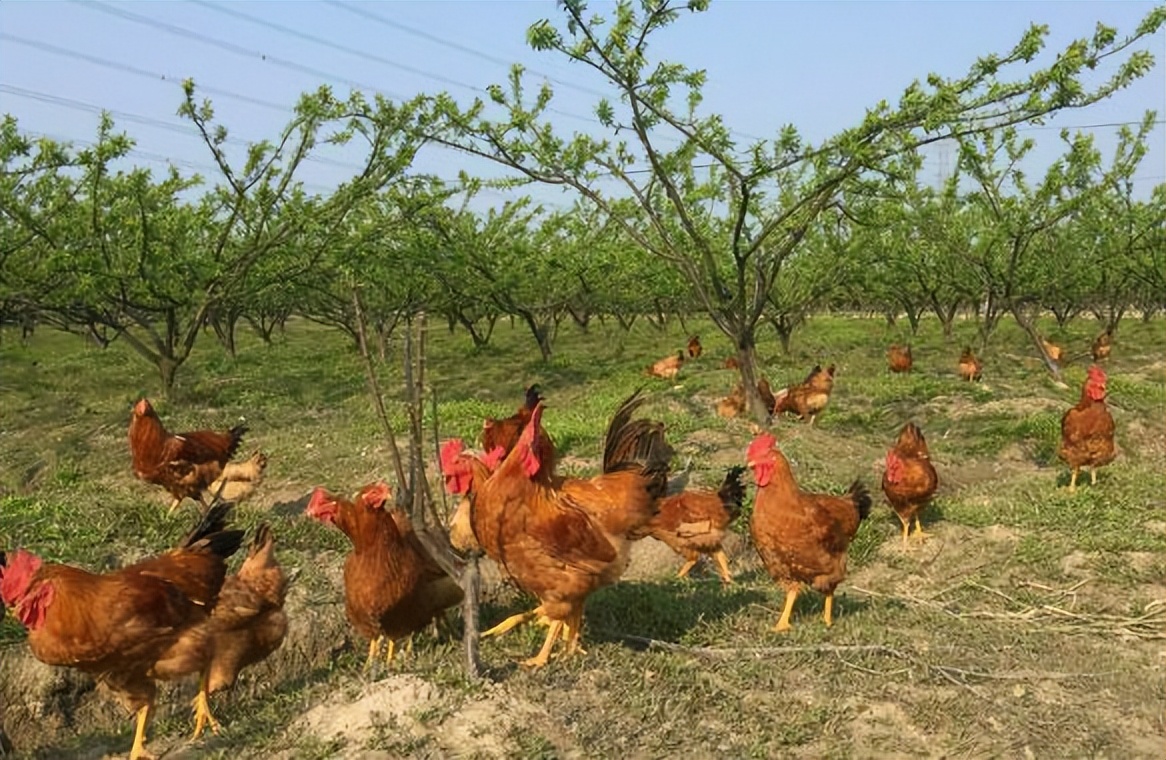 怎样养鸡养好鸡,养鸡小妙招怎样养好鸡