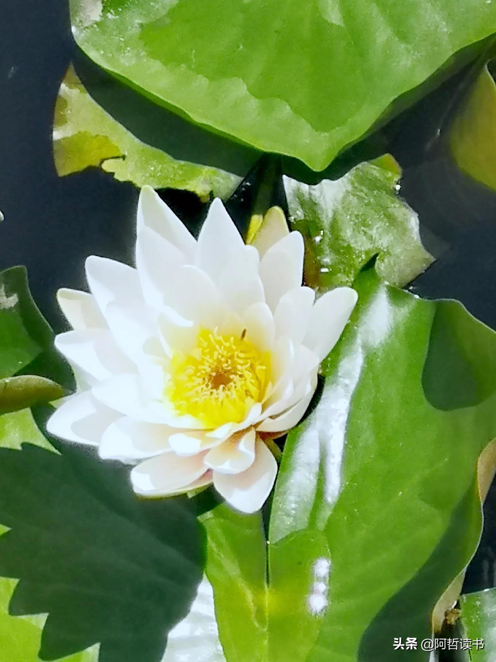 夏日荷花/风影摇曳波光粼，出水芙蓉最可人，一片冰心付与君