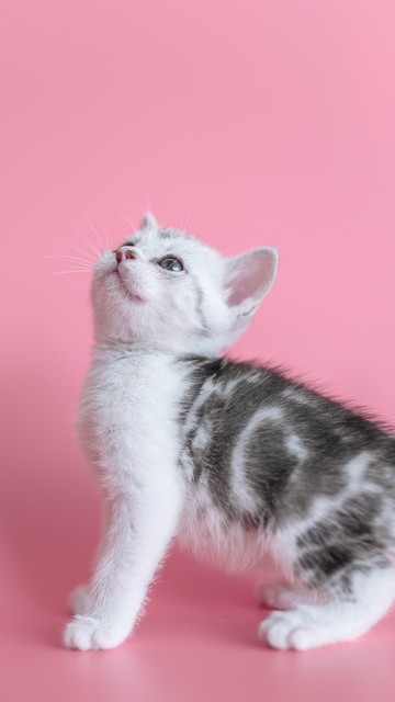 一分钟了解美杜莎,一分钟了解美游