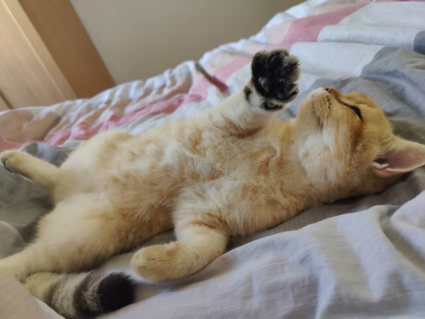 领养代替购买，对养猫的新手来说真的好吗？