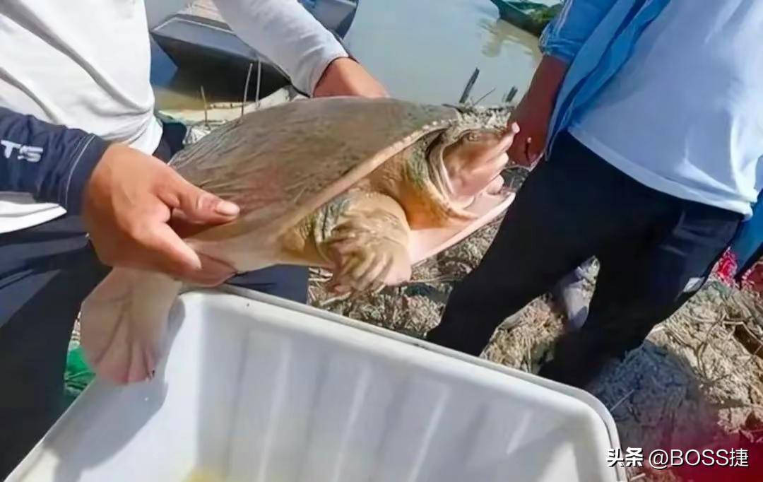 外来入侵物种美国珍珠鳖,外来生物美国珍珠鳖被放生太湖
