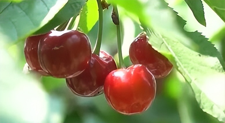 樱桃病虫害防治及管理专家,樱桃病虫害周年管理技术讲解