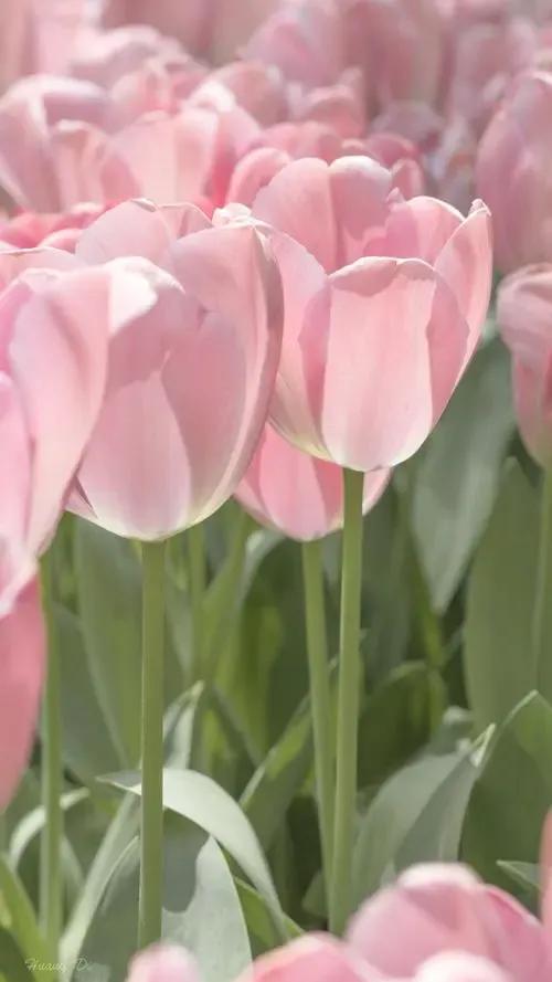 郁金香花的花语和传说,古代花语郁金香